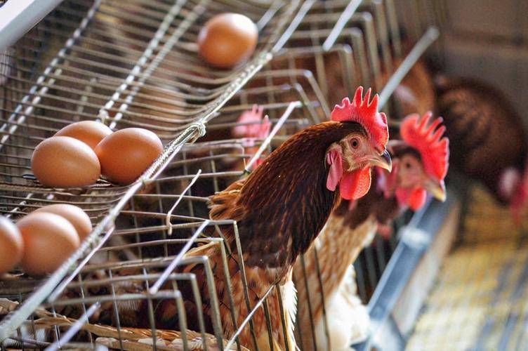 下蛋雞怎麼樣配飼料，蛋雞配合飼料參考