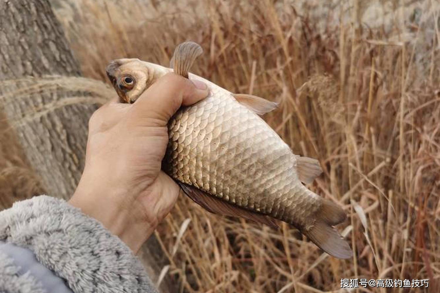 原創冬季野釣的4個垂釣策略