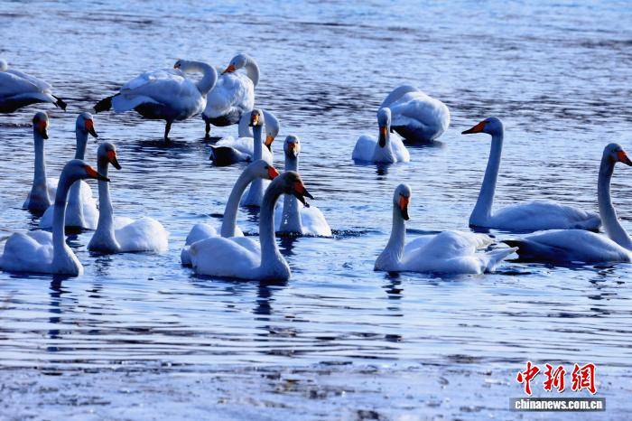 新疆“天鵝灣”旅遊熱度攀升